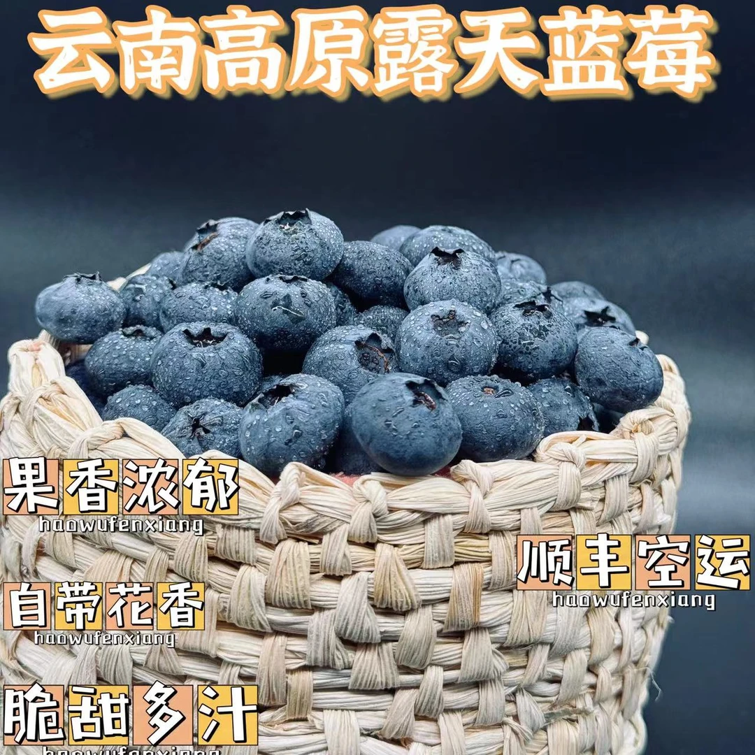 云南抚仙湖花香蓝莓现采现发