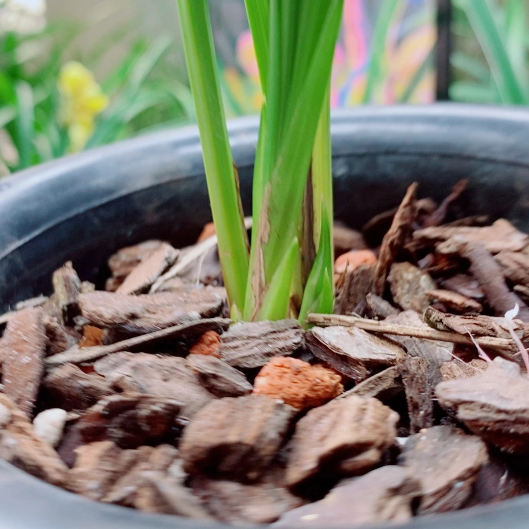 大部分花苞少量开放