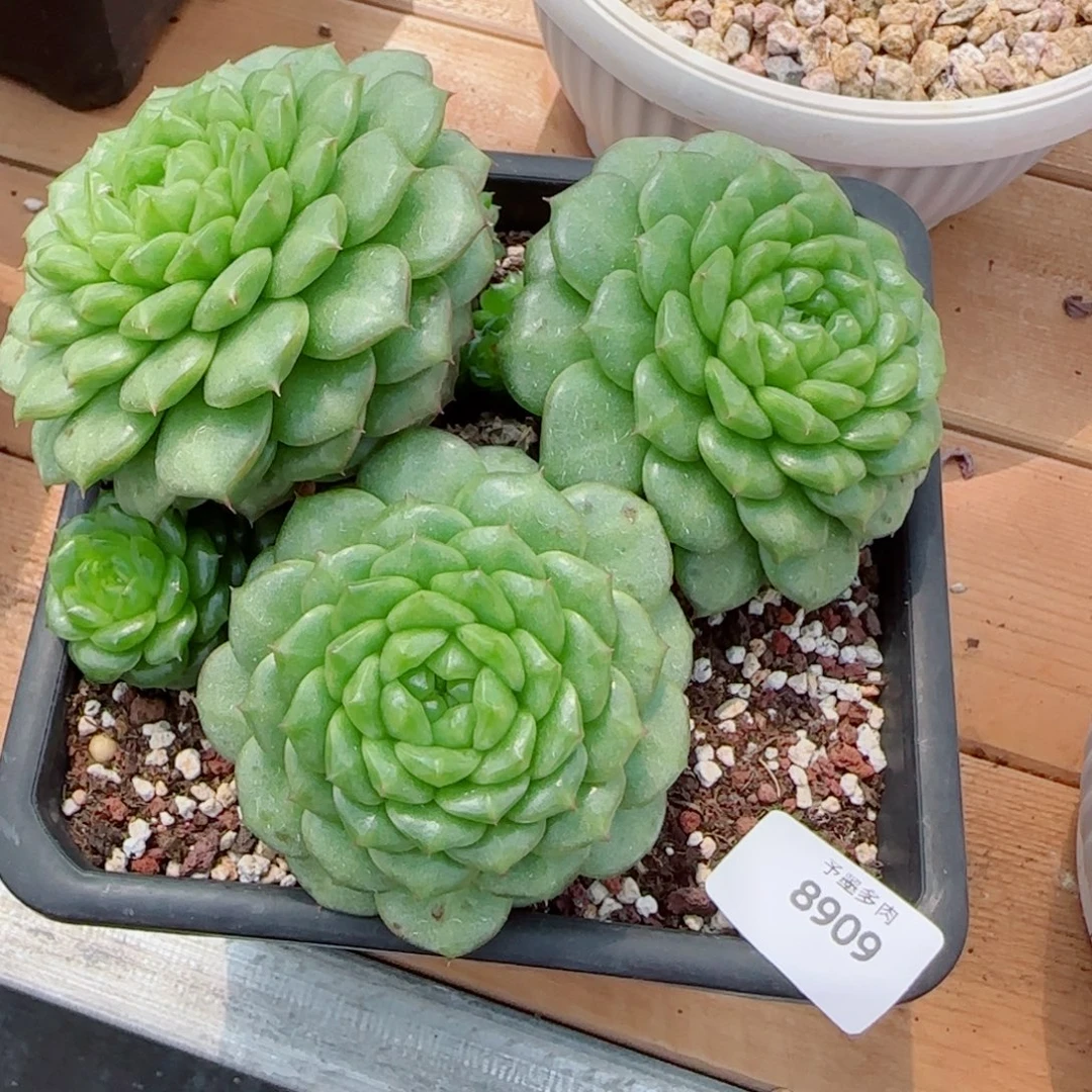 灯泡珍妮群，8909多肉植物