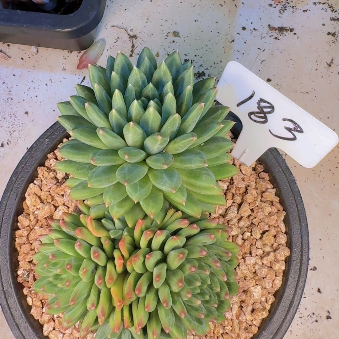 多肉植物的生长发育和