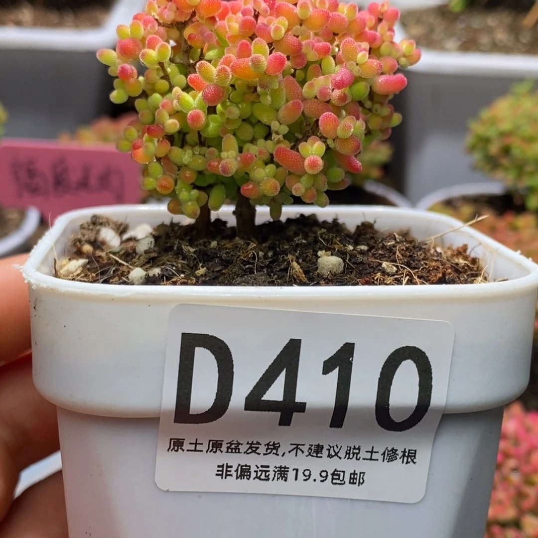 枝干番杏蜜桔D410带盆土