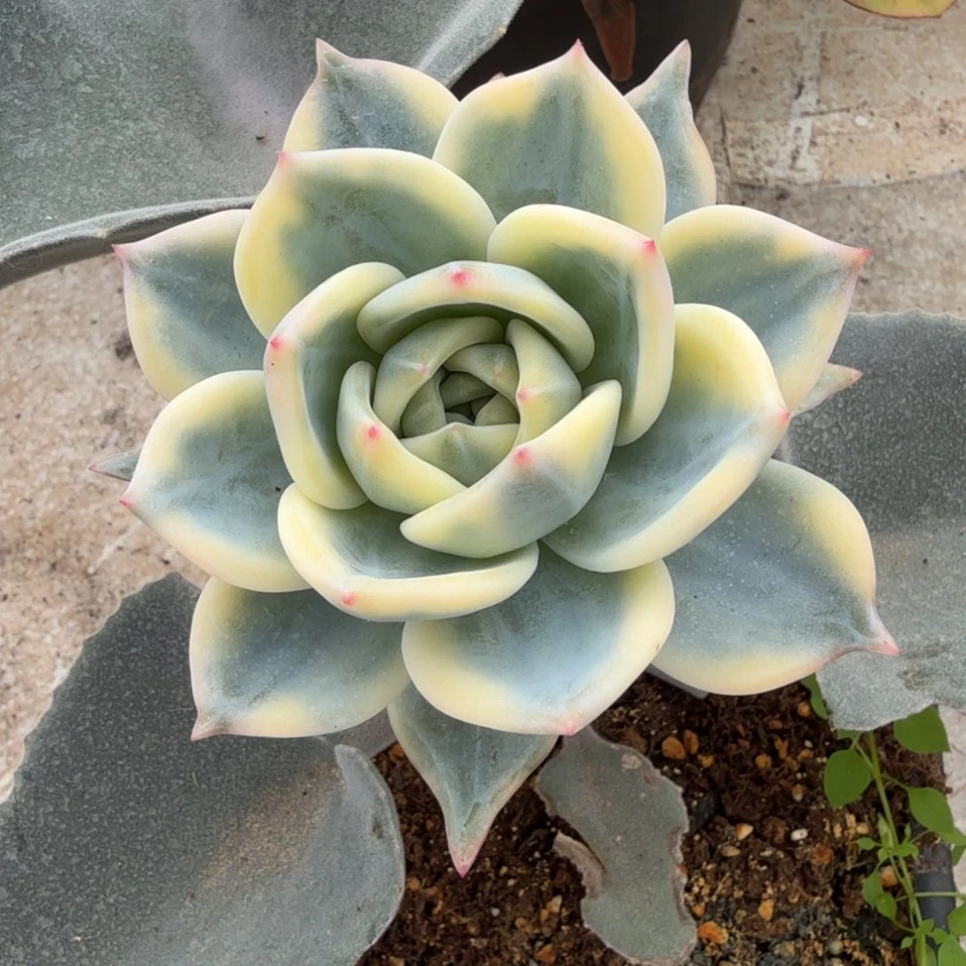 ****虫伊丽莎白锦锦上园艺一物一拍