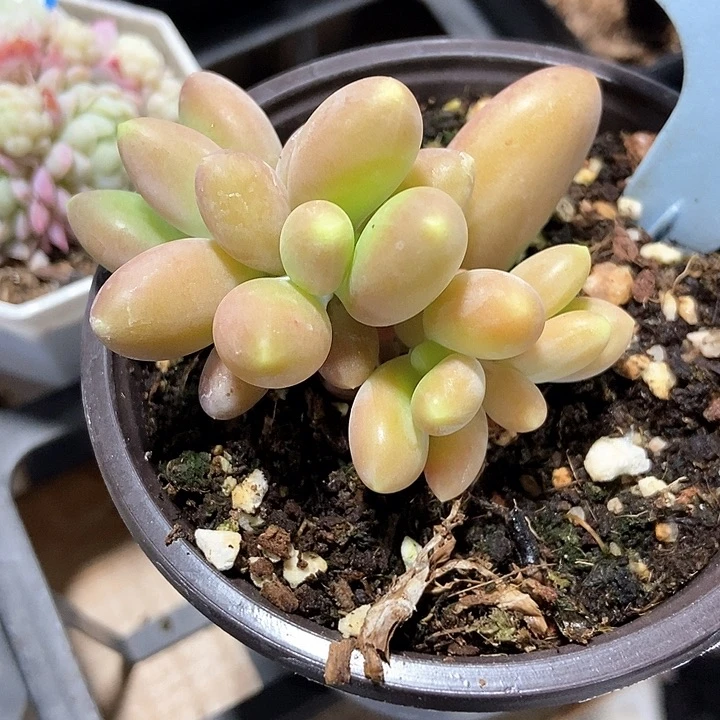 多肉植物2152多肉