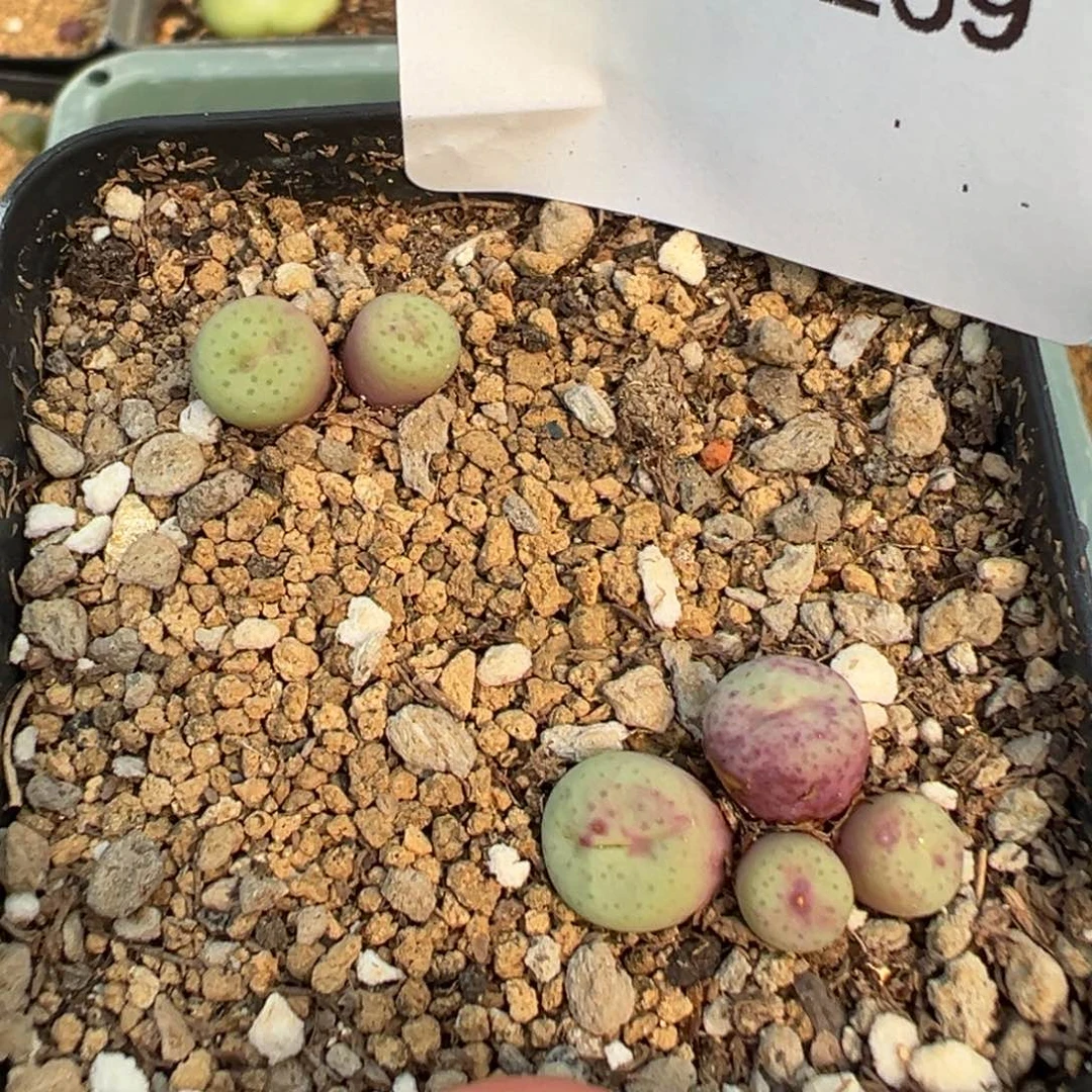 2-269肉锥多肉植物，