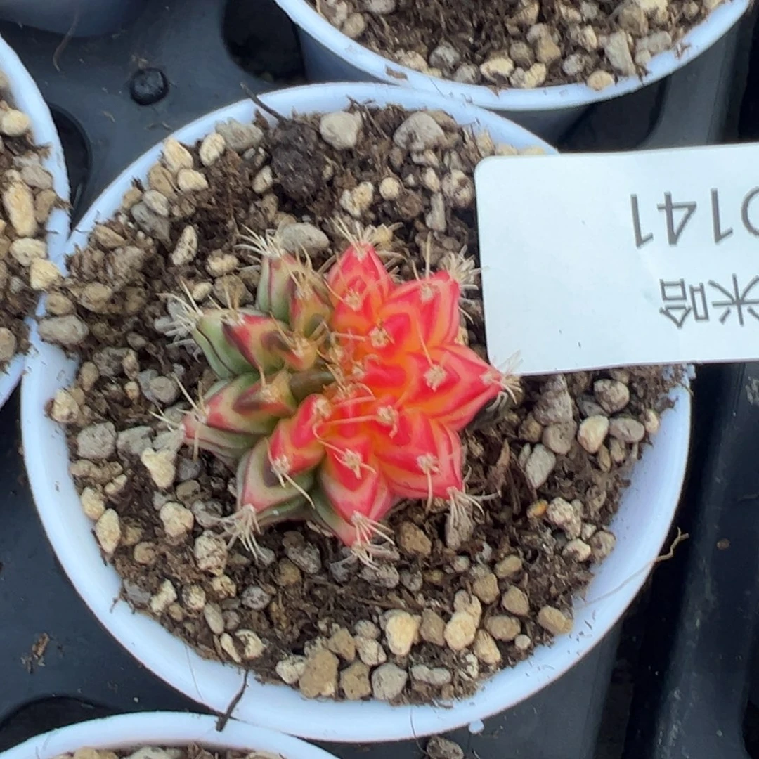 141 好看的米哈冲冲冲