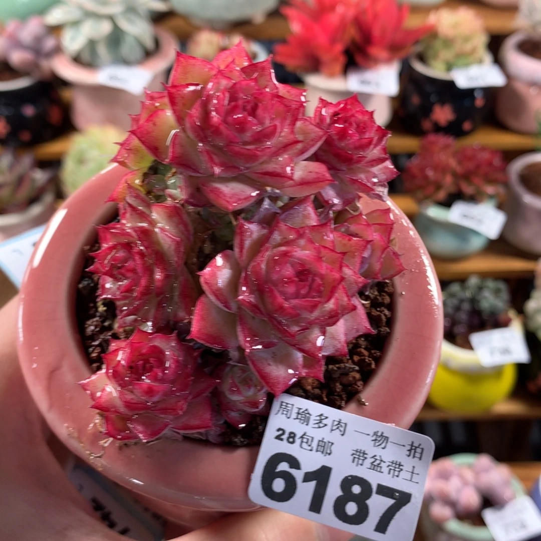 5厘米盆精控多肉6187
