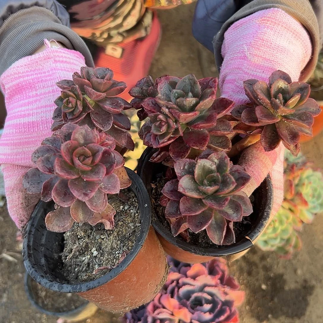 多肉植物多肉植物