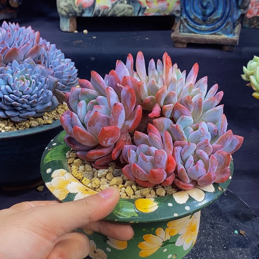 橙梦露朵朵缀发货