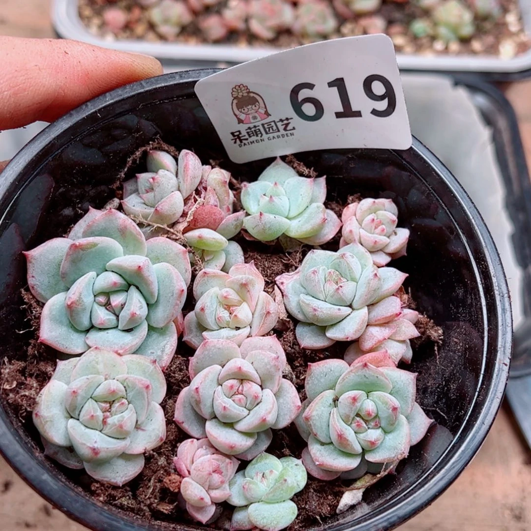 多肉植物多肉植物