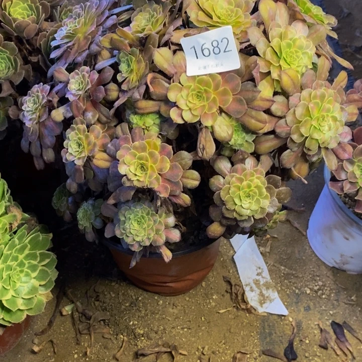 铜壶中班多肉断头不包1682