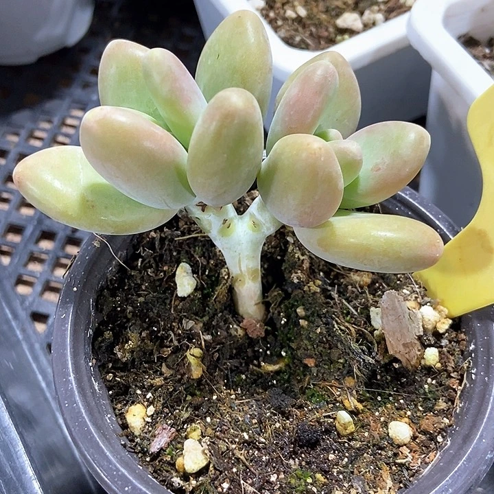 多肉植物芒果奶6098