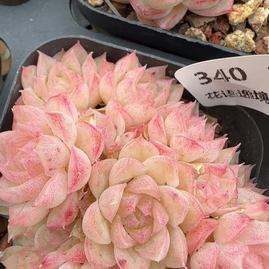 花语逸境0209-340散