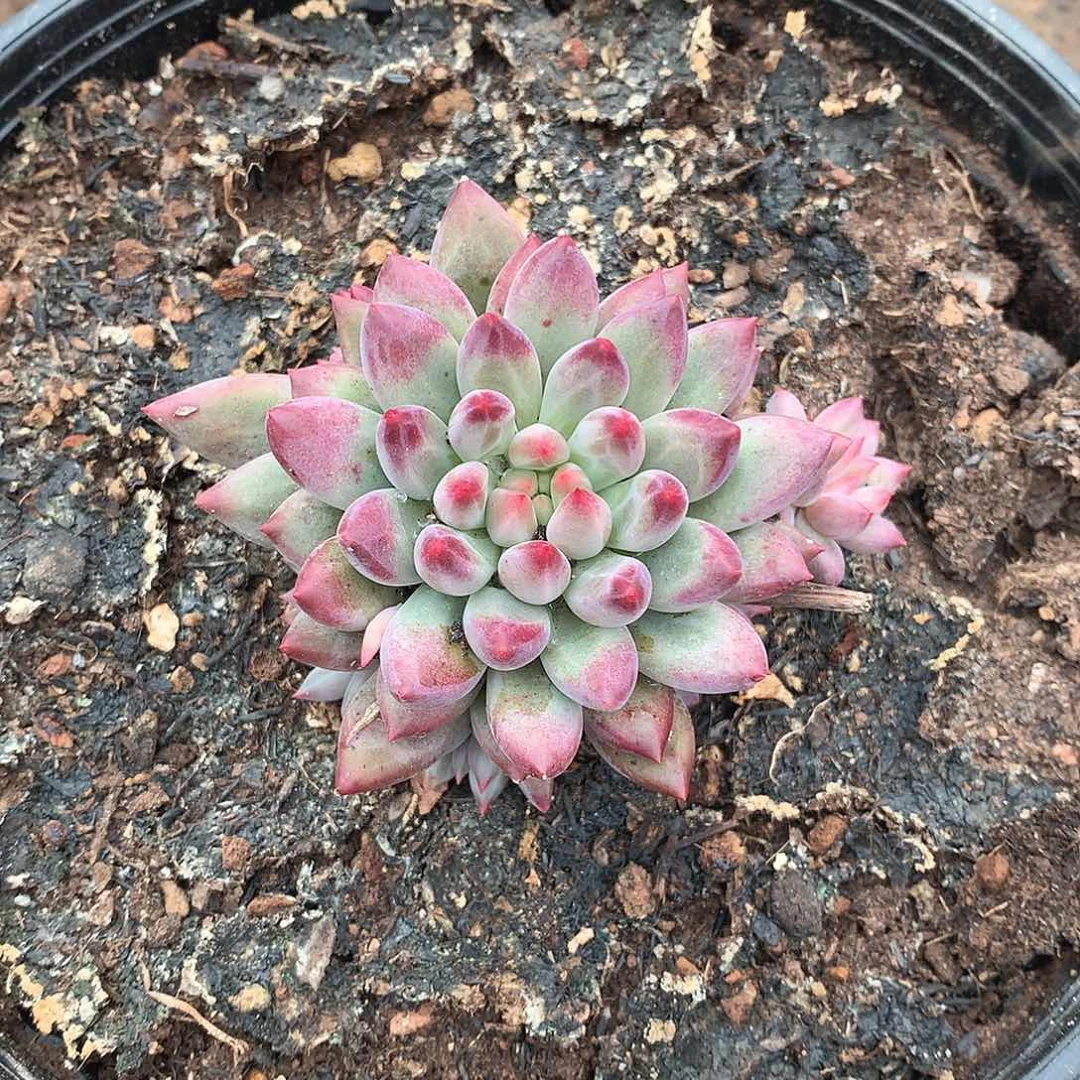 11美人 一物一拍多肉