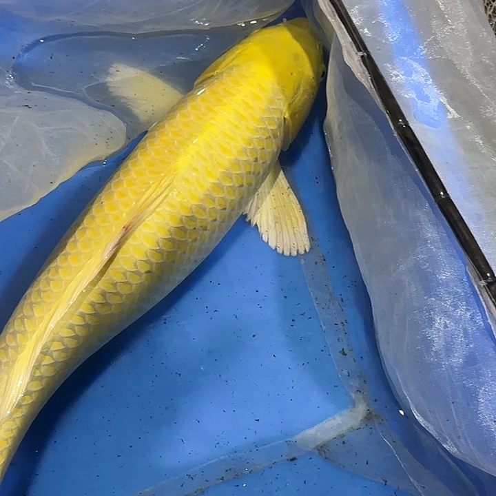 海水赤目芒果黄金