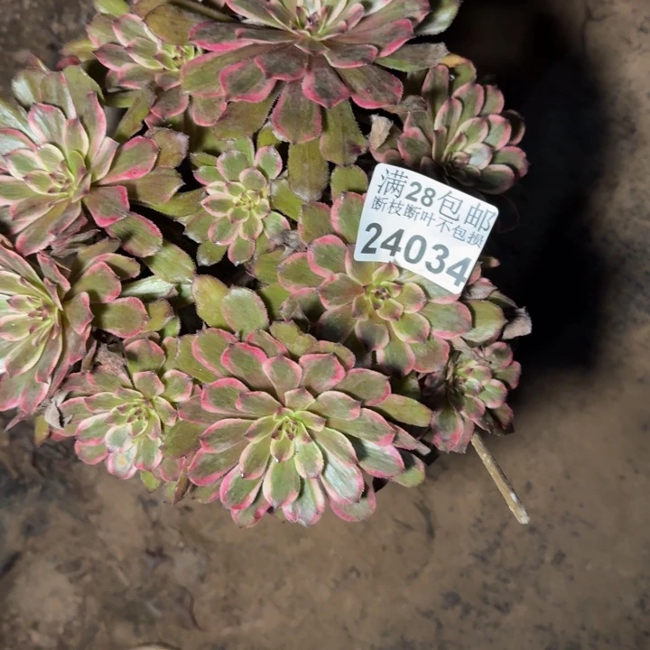 24034紫霞多肉植物