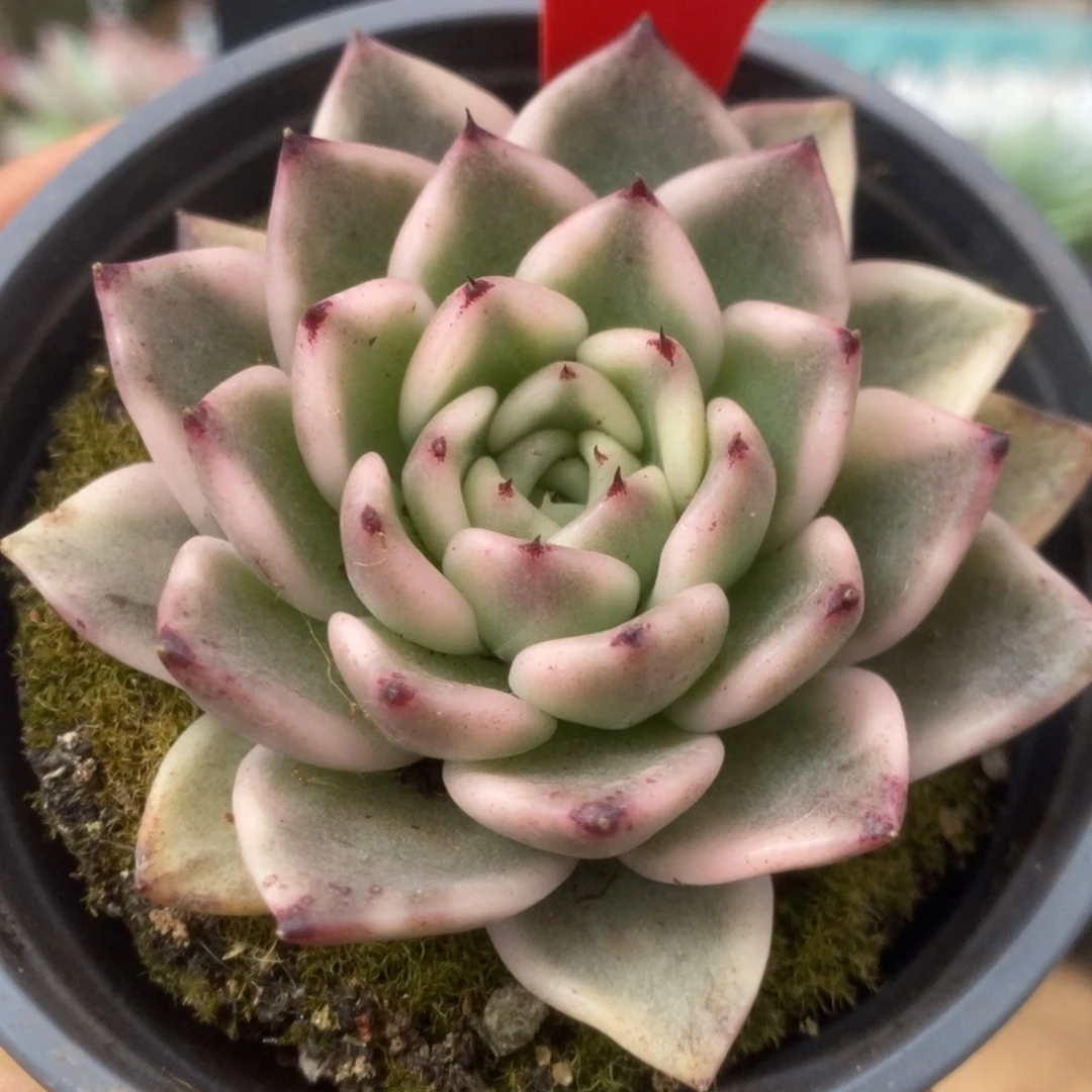 728东云杂锦锦锦锦锦