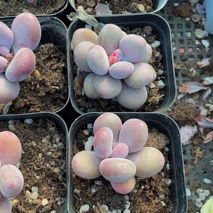 蛋黄奶2.8带盆土