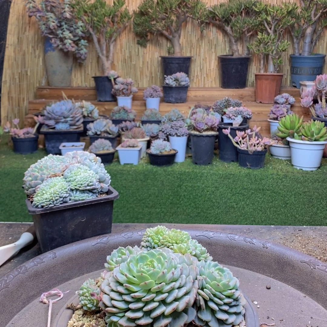 小*子B26 号白胖子缀化