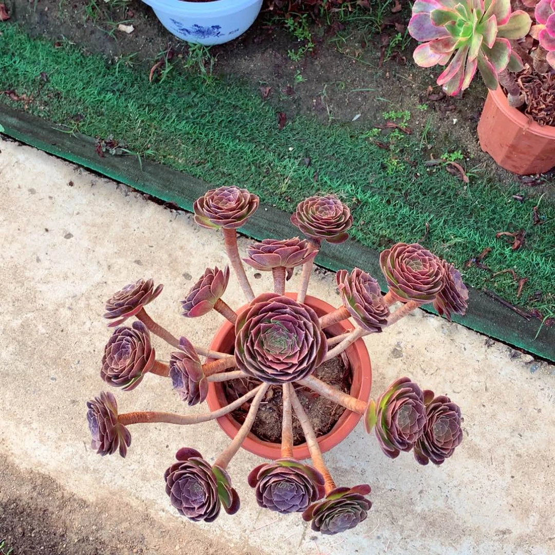 赤焰莲，多肉植物的