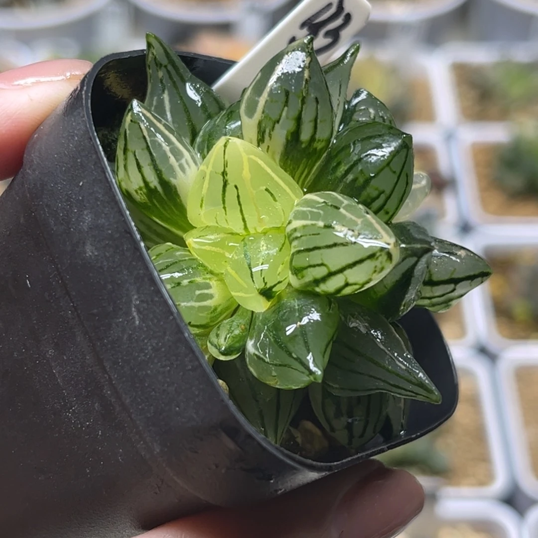 133双头西瓜寿锦福利专场