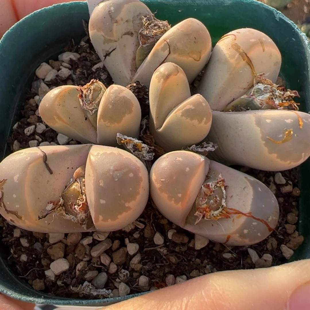 橄榄多肉植物百科