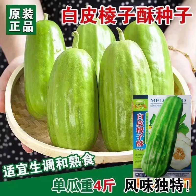 四季种植白皮棱子酥八棱脆瓜超大菜瓜种籽 阳台庭院春秋蔬菜种子