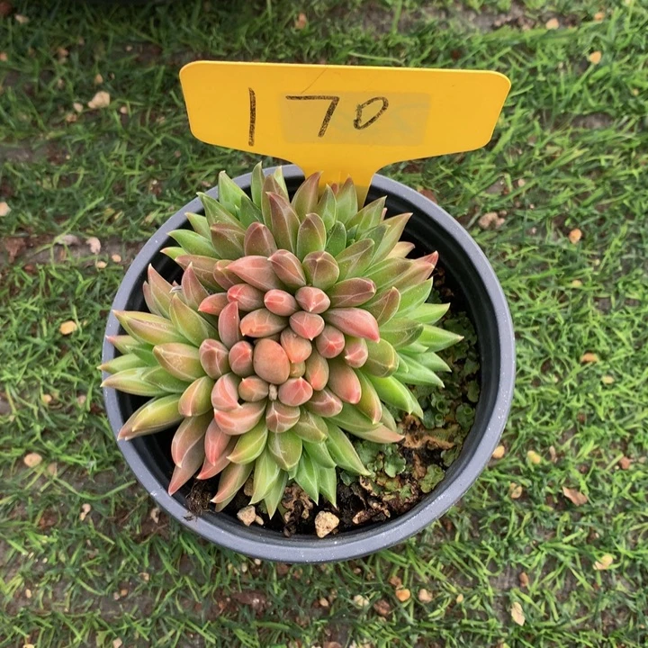 多欧植物额72727272727