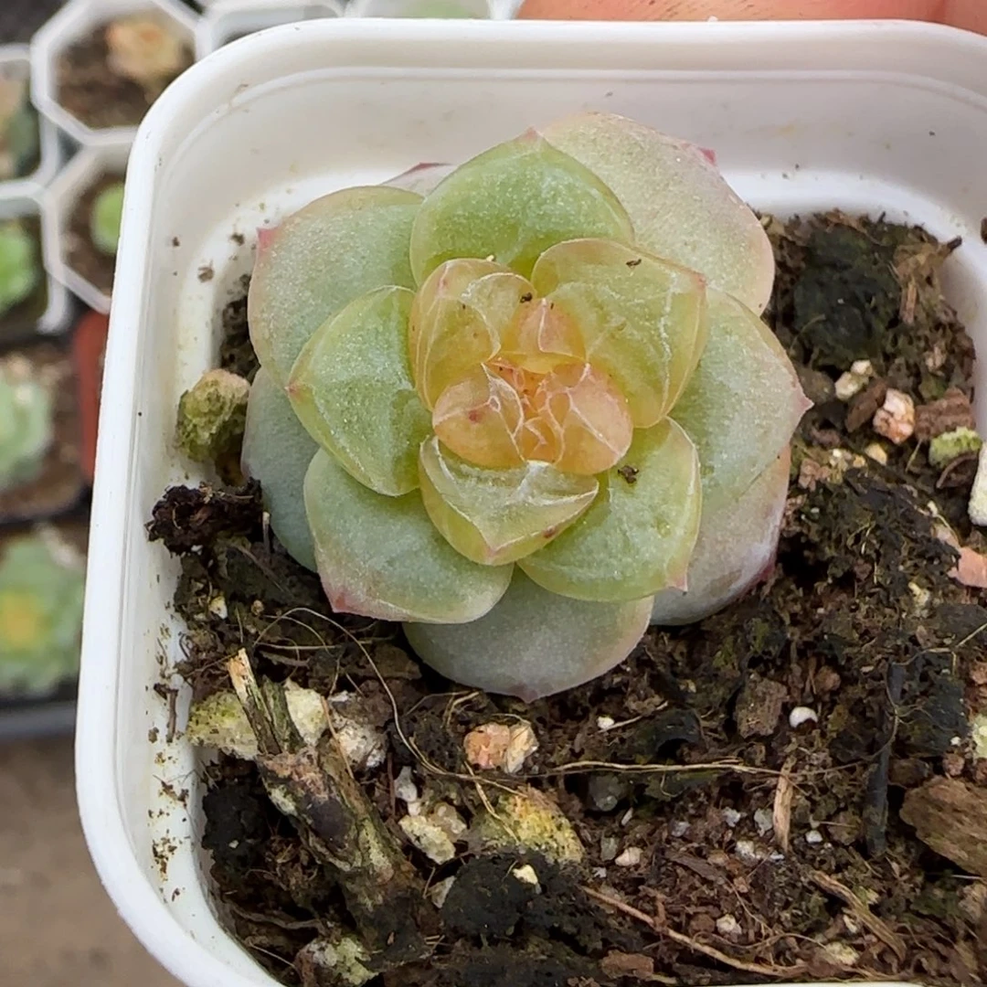 小卡拉米糖心一物一拍15-75