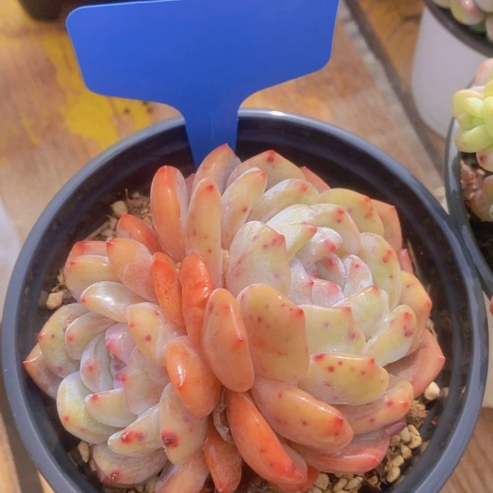 多肉植物，开心多肉