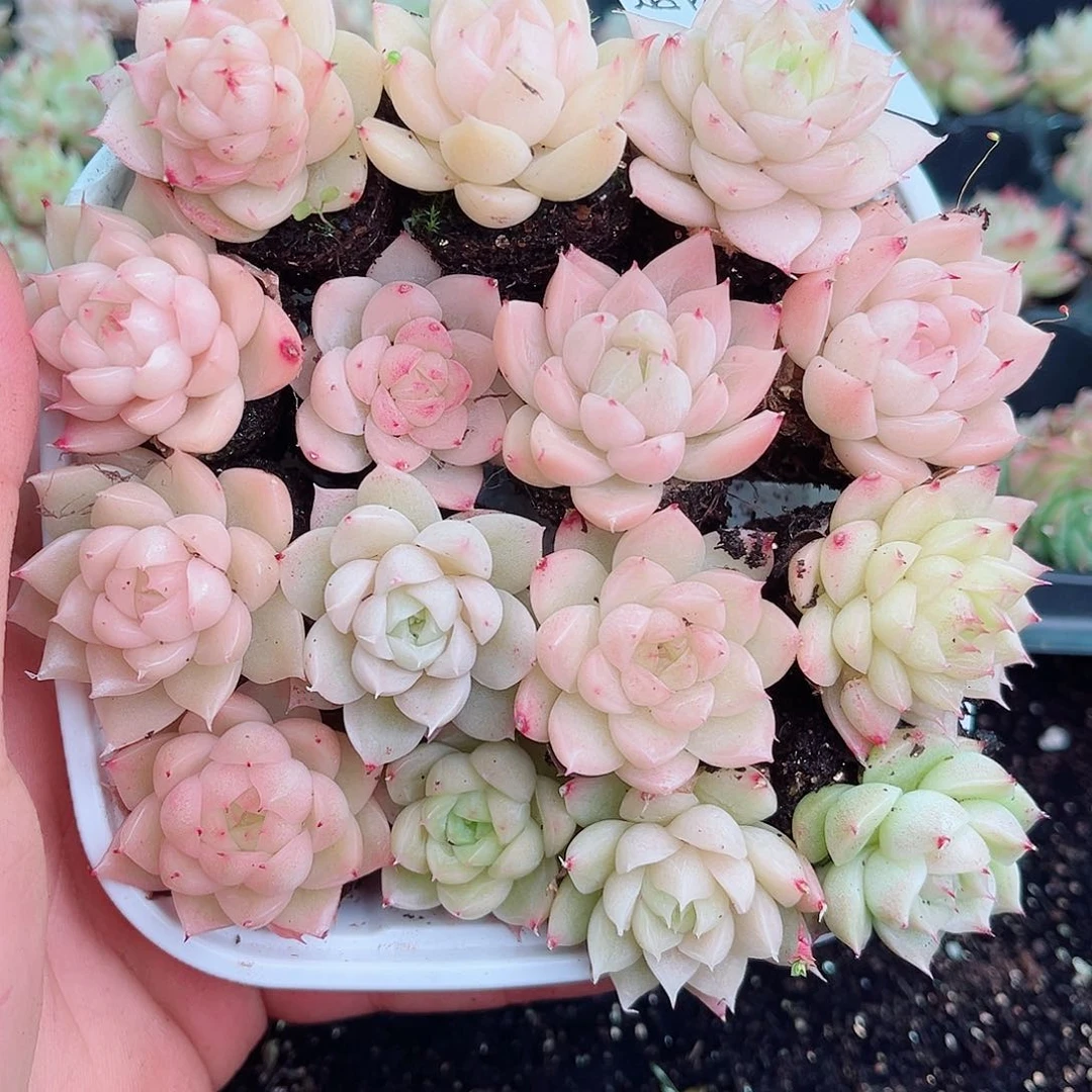 1-125 新疆西藏内蒙不发12.8包邮2-3公分多肉