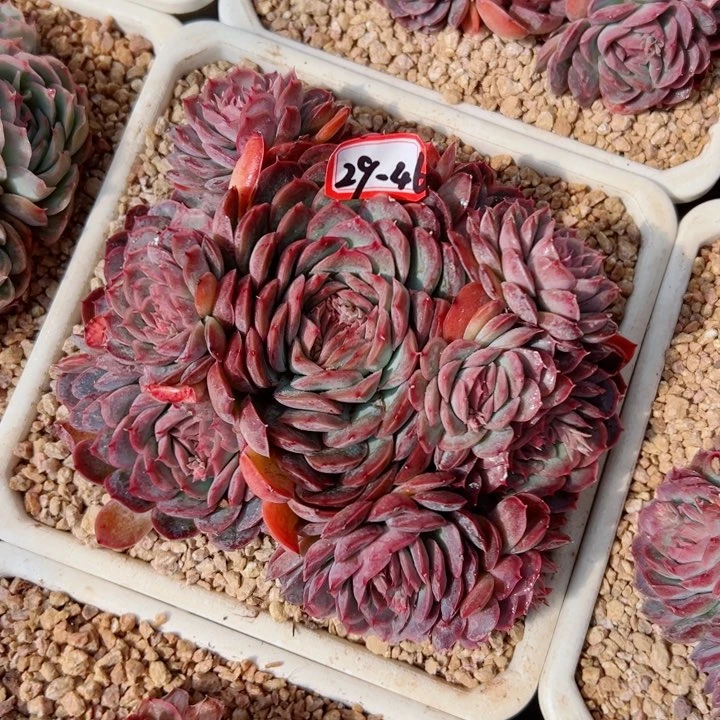 精品多肉植物老桩