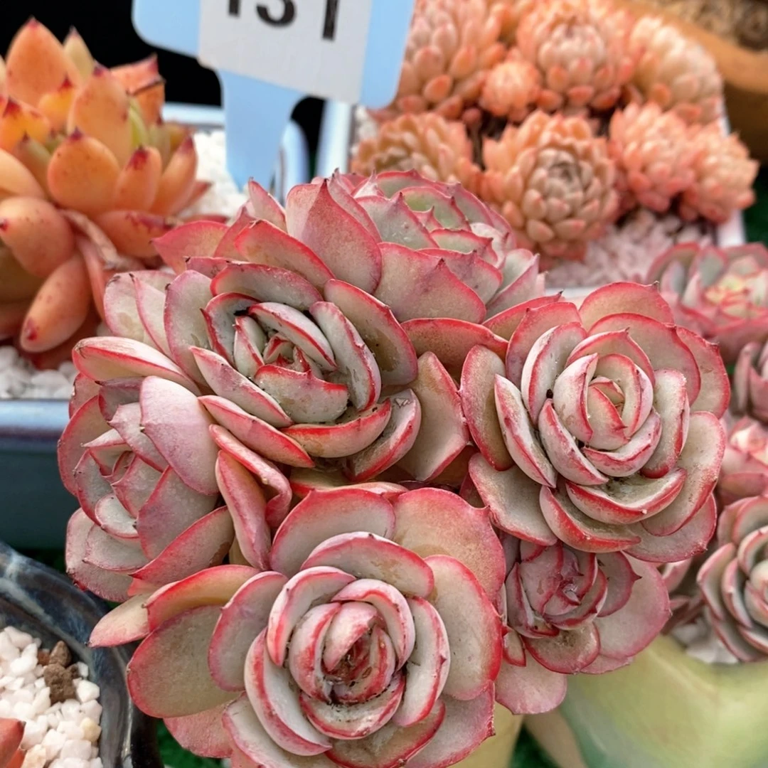 肉酱玫瑰多肉植物盆栽