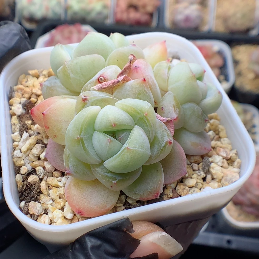 哒***X多肉植物。 糖心带盆土。哒哒