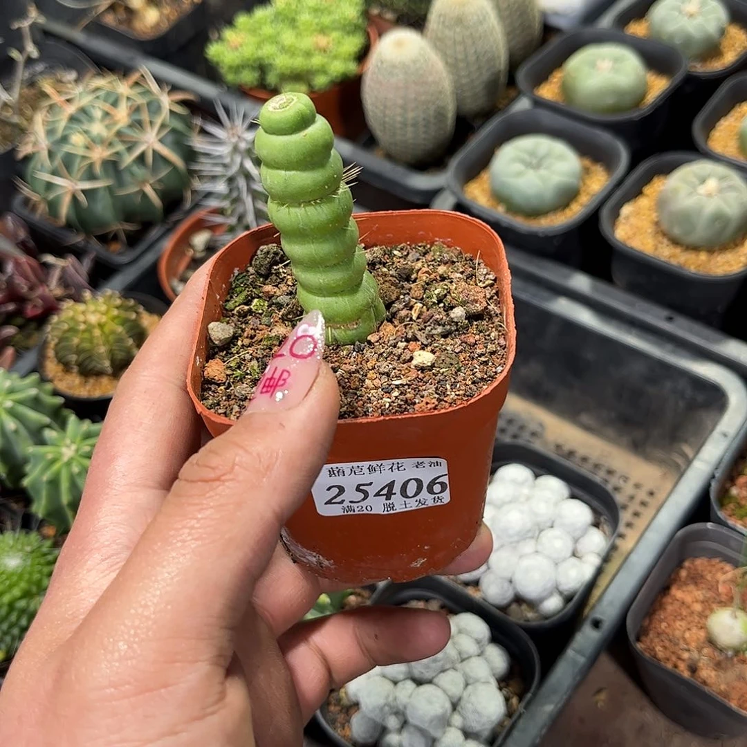 М****й25406一物一拍单头发货