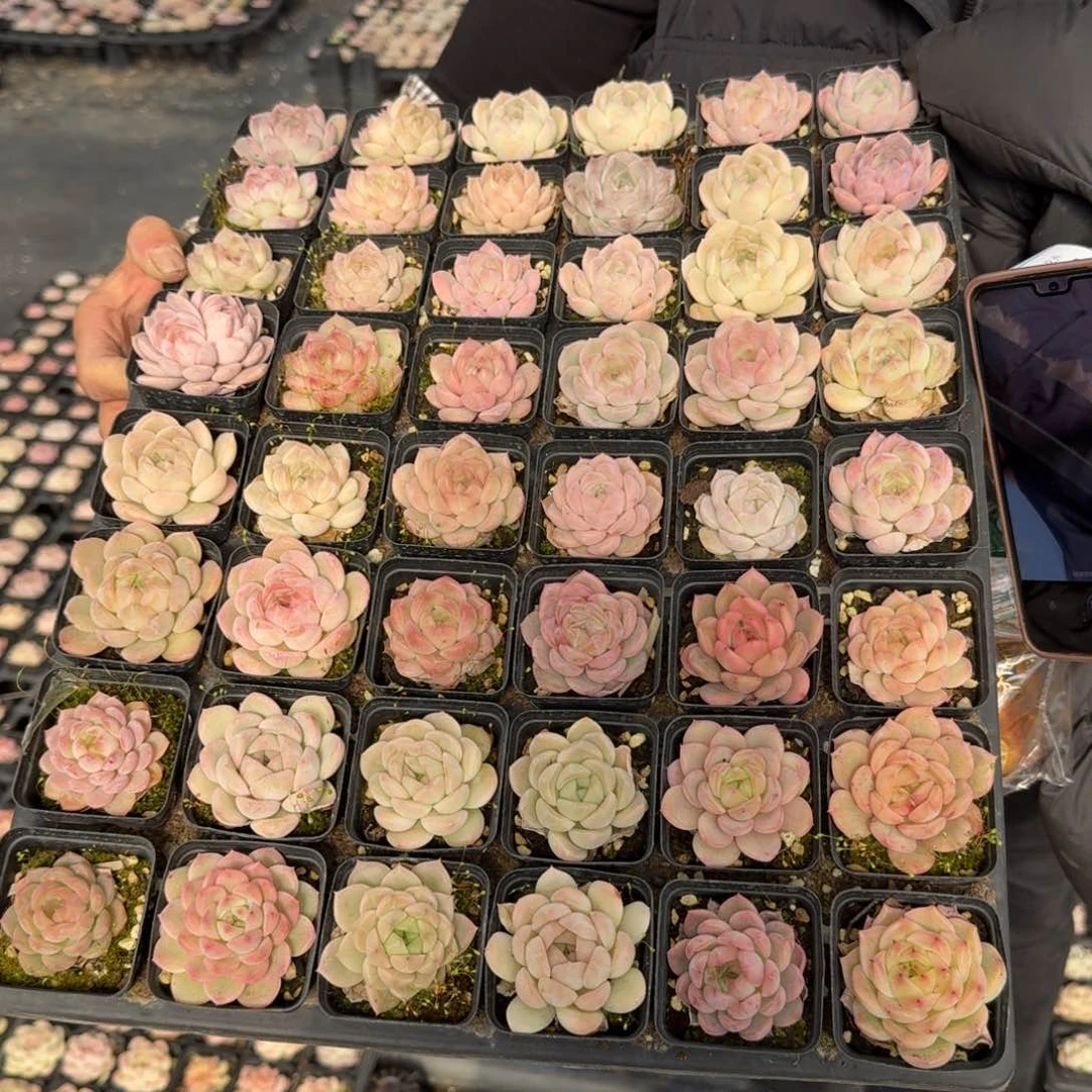 多肉杂交一物一拍19-58