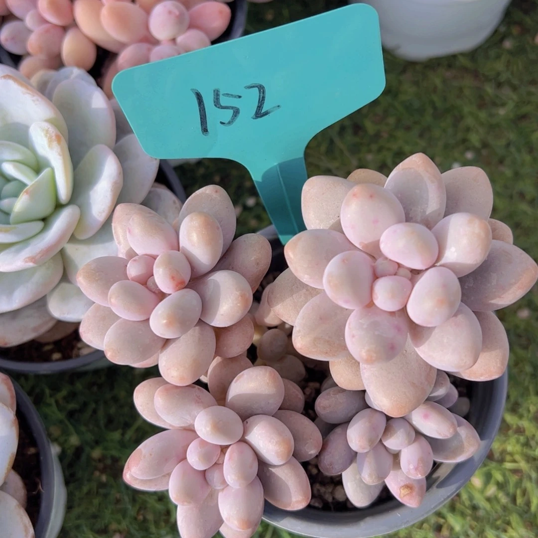 香玉的故事是一个人的