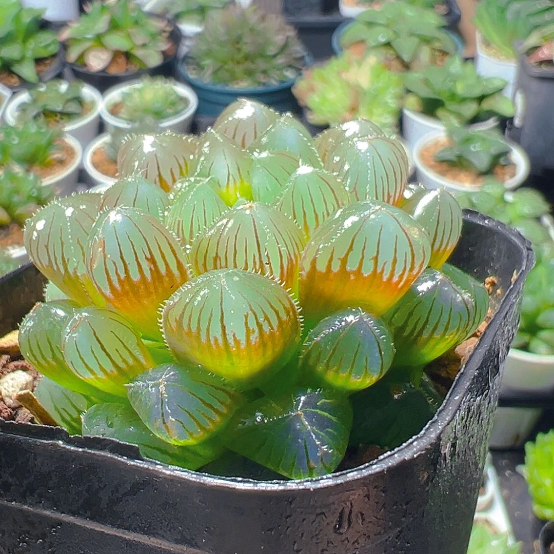 洛神玉露多肉植物一颗
