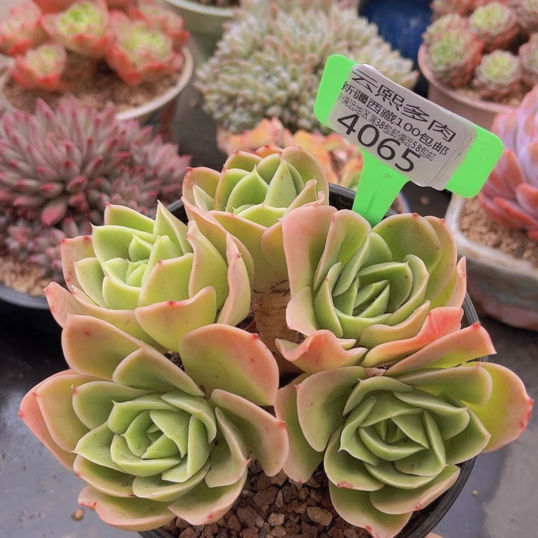 4065星娜塔多肉植物