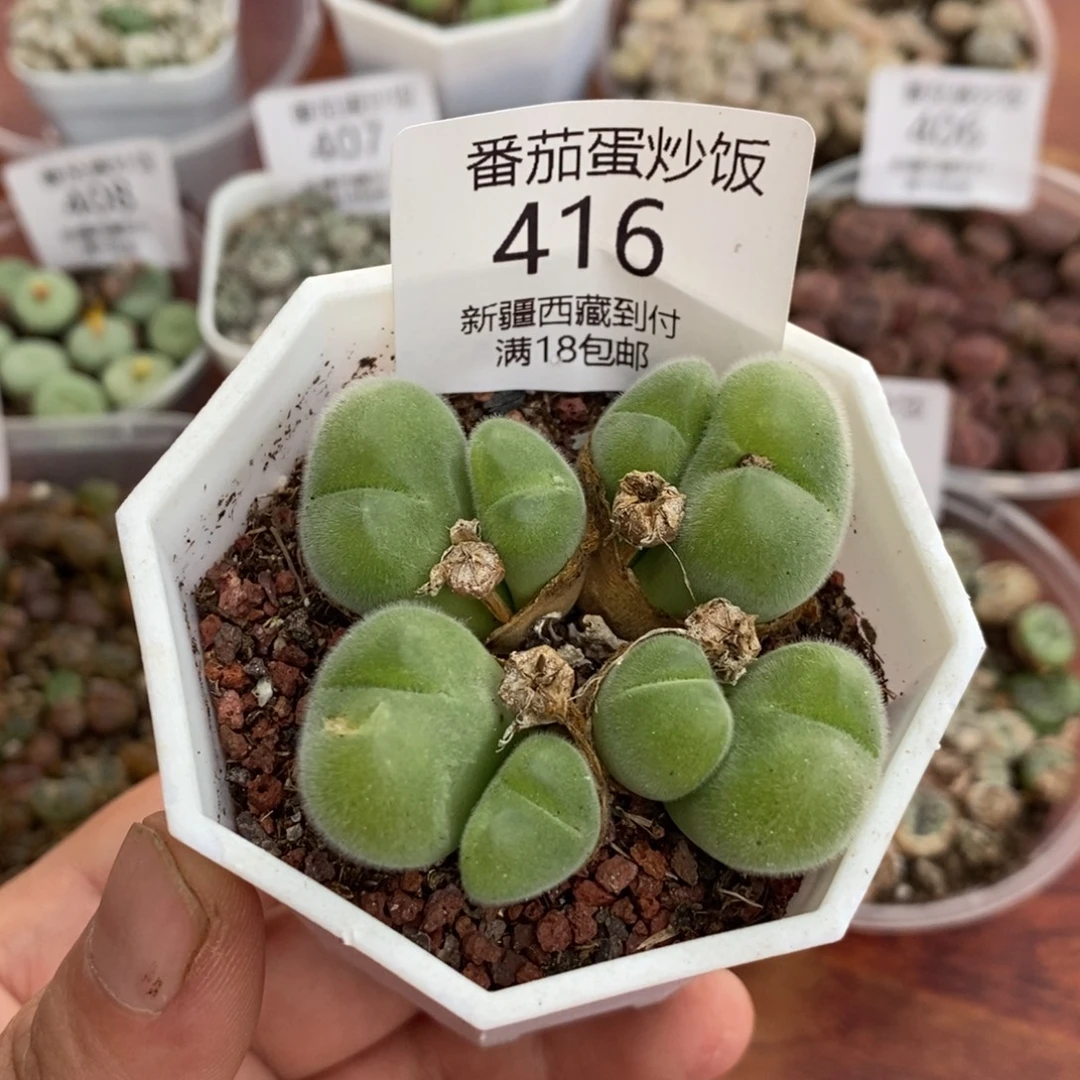 感谢您的支持，00416