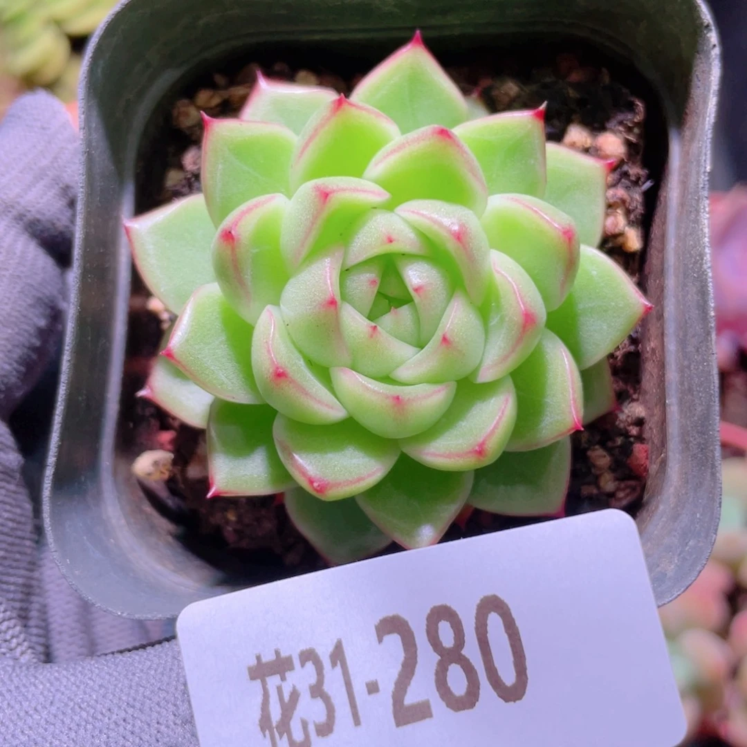 花利美31-280麦秆