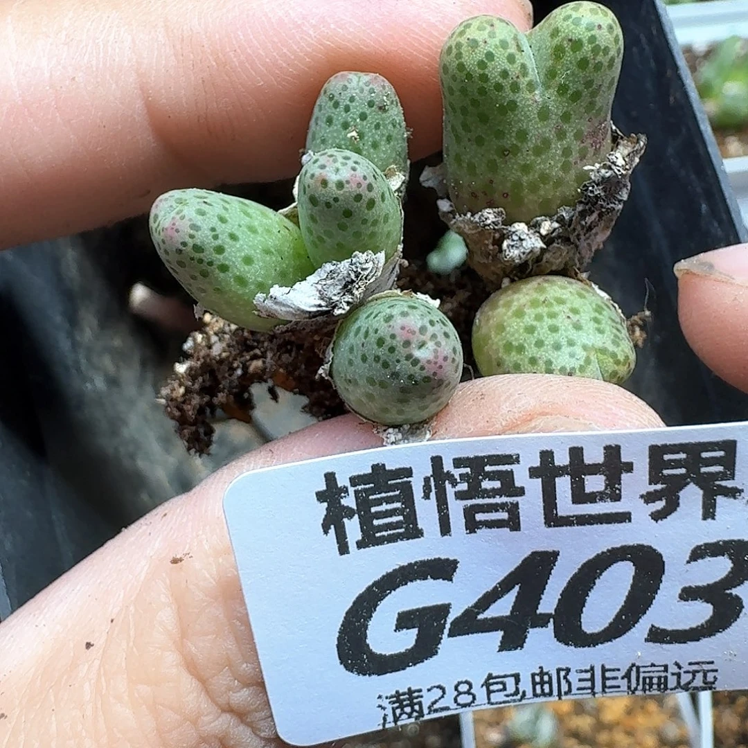 多肉植物的润泽efv