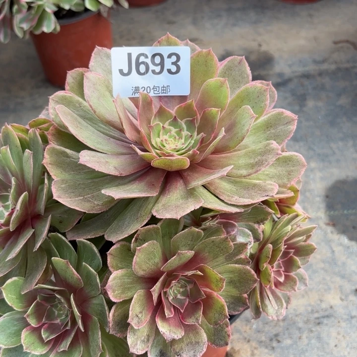 瑞妈多肉植物，693.