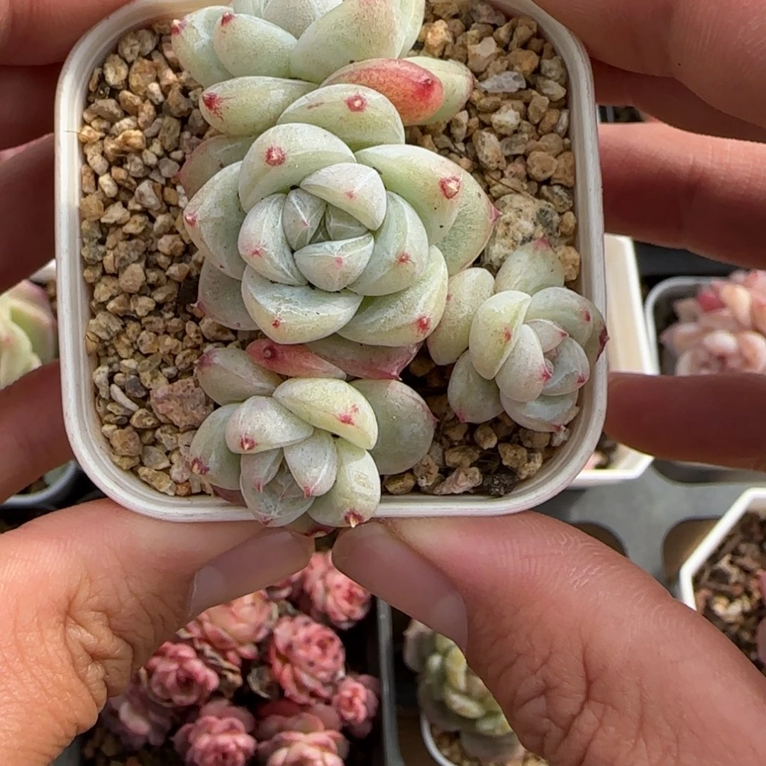 斯***斯白泽11111111