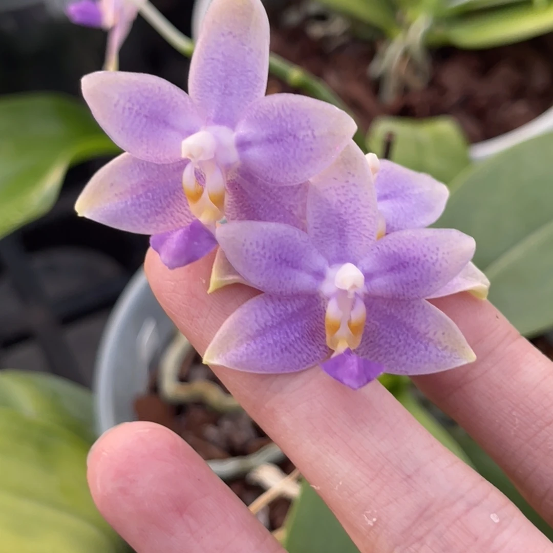 完全开放SWR EQ狗交GV-886