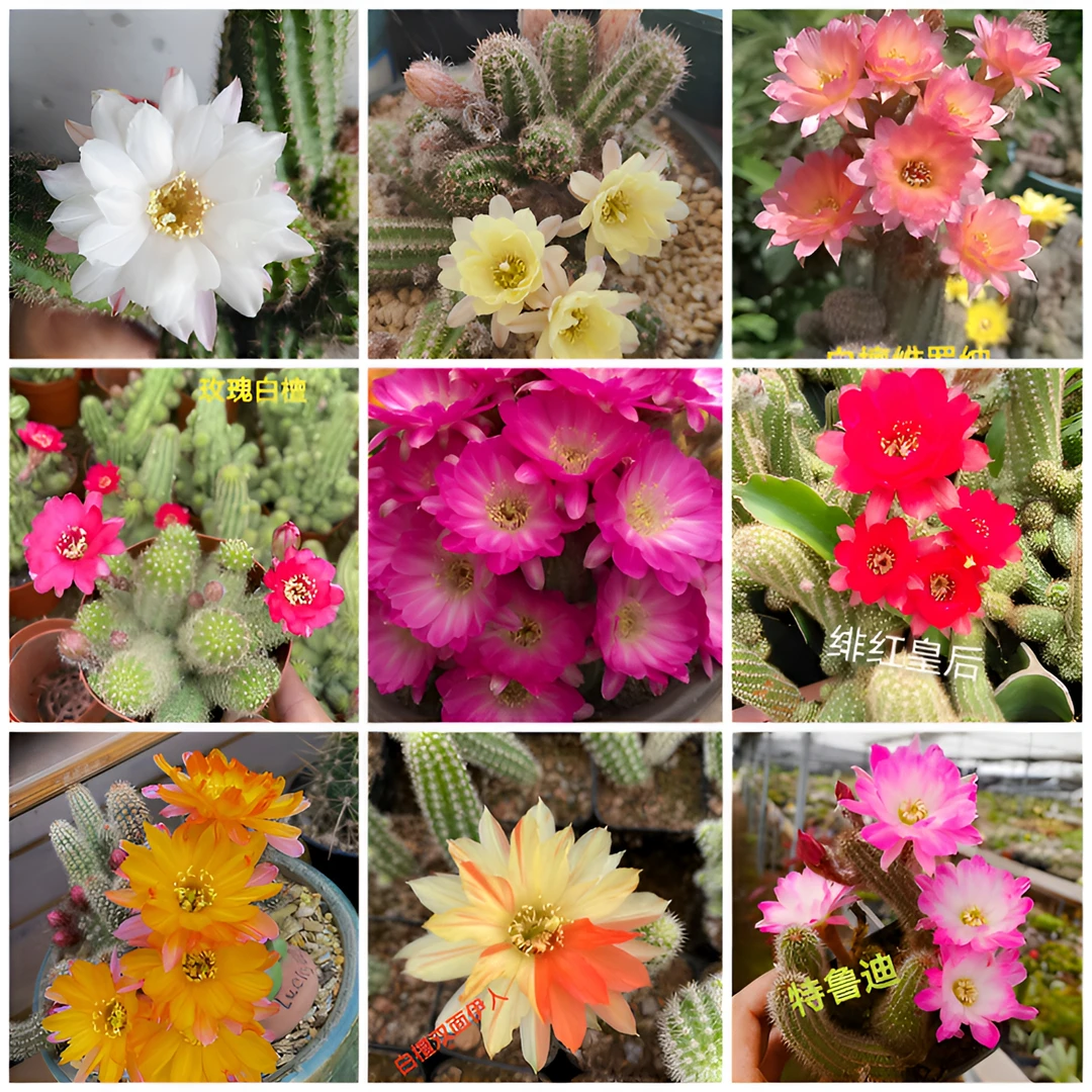 【锐丰专属】白檀毛毛虫阿尔巴特鲁迪珍妮夫人等各种品种白檀花色