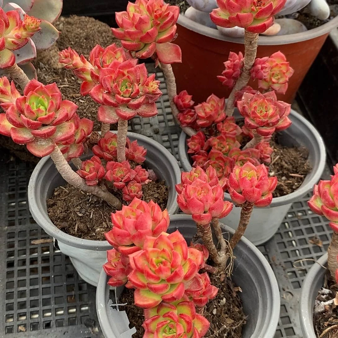 小老桩蒂亚3盆多肉植物