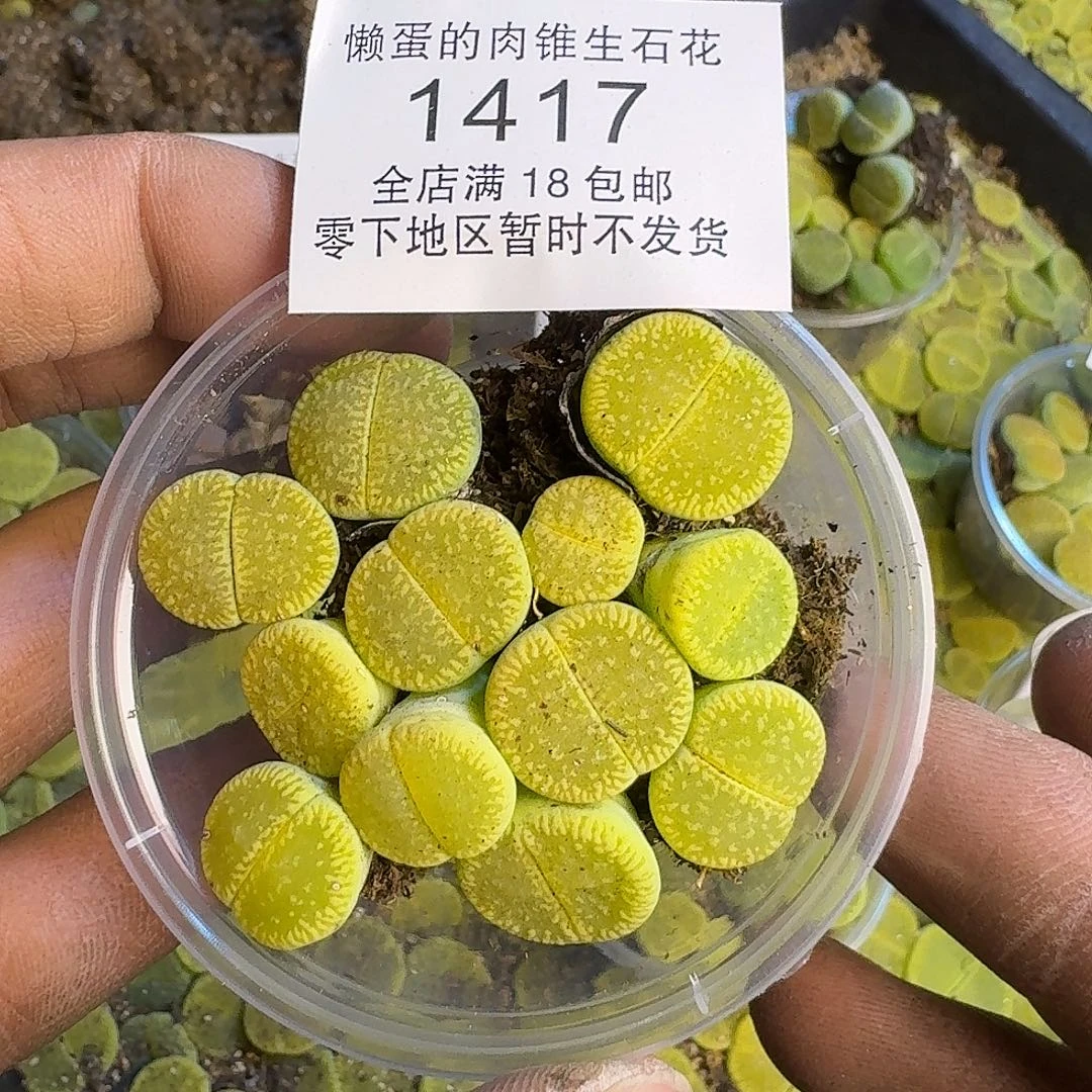 1417 哈哈哈哈哈哈哈哈