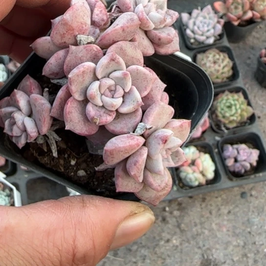 139粉斑点多肉植物多