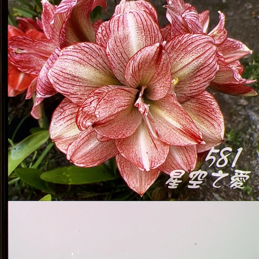 曦****朱顶红581焦糖拿铁4cm+