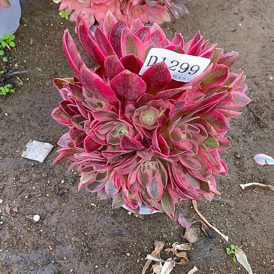 1299香妃多肉不周正